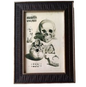 Vintage Medical Book Anatomy Art Skeleton Skull  Science Hobby Oddity Goyh Book